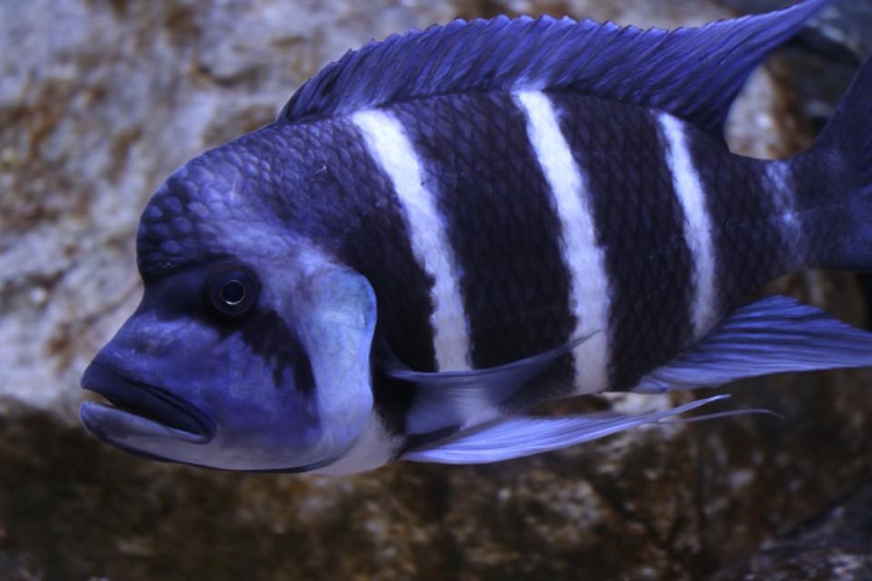 Cyphotilapia gibberosa 'Mikula'